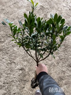 高度46厘米海桐