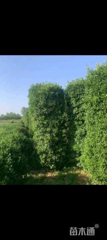 高度160厘米大叶黄杨柱