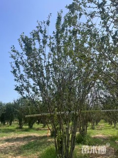 高度800厘米丛生西府海棠