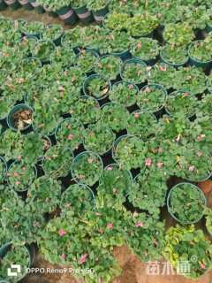 高度5厘米红花酢浆草