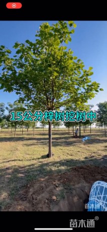 12公分楸树