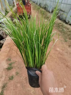 高度15厘米金线菖蒲