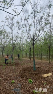 15公分黄山栾树