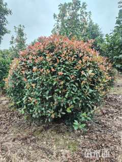 10公分乐昌含笑