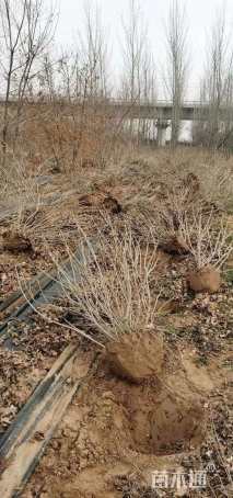 高度200厘米丛生紫丁香