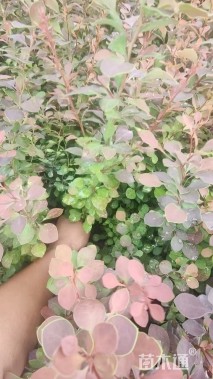 高度50厘米红叶小檗小苗