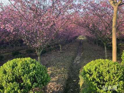 10公分垂丝海棠