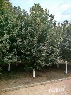 12公分亚当海棠