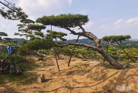 20公分造型松