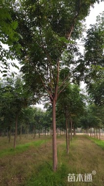 15公分栾树