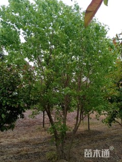 高度400厘米丛生五角枫