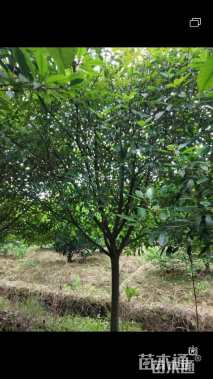 10公分红叶石楠