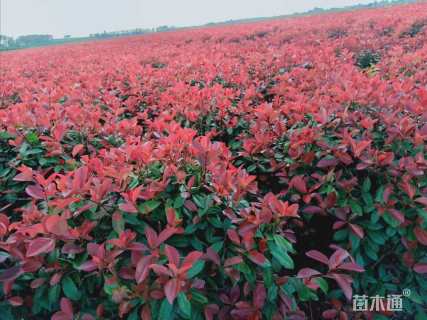 冠幅120厘米红叶石楠球