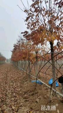 12公分秋紫白蜡