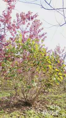 高度300厘米丛生紫丁香