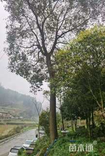 50公分香樟