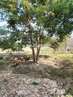 柏树