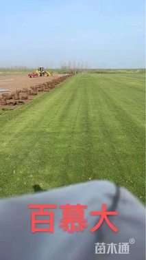 草卷状百慕大草