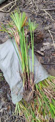 高度50厘米风车草