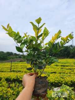 高度35厘米金森女贞