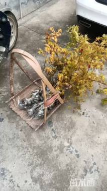 1公分红豆杉