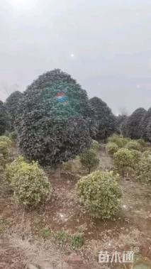 15公分小叶金桂