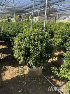 冠幅100厘米海桐球