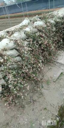 30厘米花叶络石