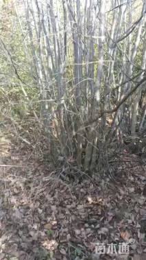 7公分紫椴