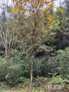 8公分黄花风铃木