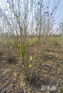 高度250厘米丛生木槿