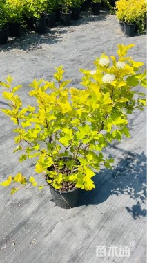 高度100厘米金叶风箱果