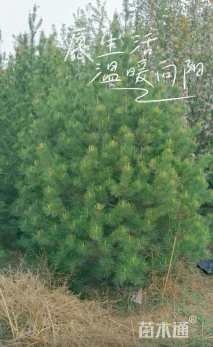 高度600厘米白皮松