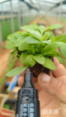 高度8厘米鼠尾草