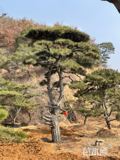 18公分泰山松