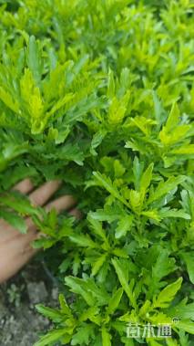 高度25厘米木春菊