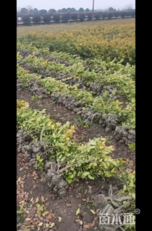 高度40厘米金森女贞小苗