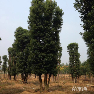 70公分丛生香樟