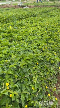 高度25厘米三叶委陵菜