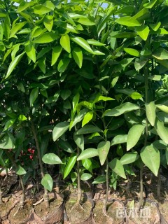 高度50厘米柑橘