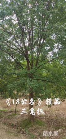 18公分三角枫