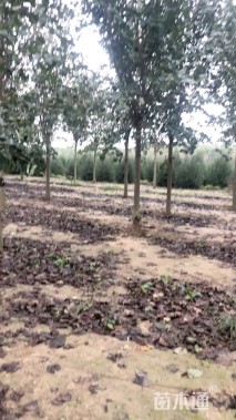 12公分巨紫荆