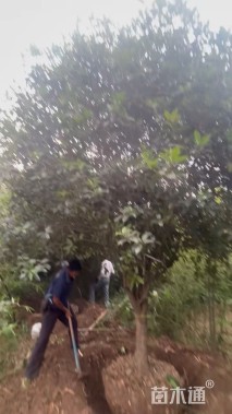 15公分桂花