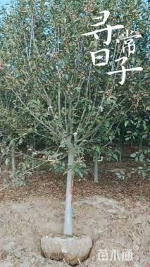 3公分西府海棠