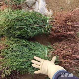 高度40厘米侧柏