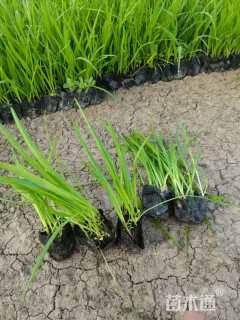 高度8厘米蛇鞭菊