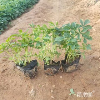 高度15厘米醉蝶花