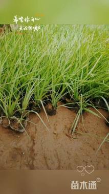 高度30厘米紫露草