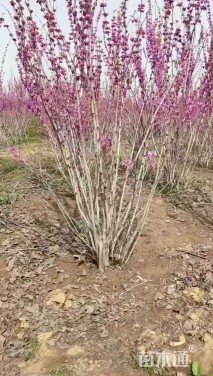 高度340厘米丛生紫荆