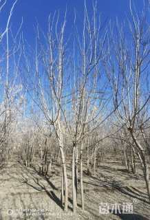 8公分金叶复叶槭